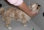 banho-e-tosa-de-animais-hortolandia-1409357863