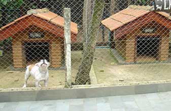 Canil e Escola Torres - Foto 1