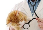 clinicas-veterinarias-hortolandia-1409358133