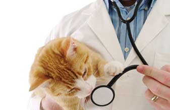 Consultório Vet Bicho Legal - Foto 1