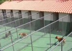 hotel-para-animais-hortolandia-1409358955
