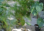 plantas-ornamentais-hortolandia-1409426307