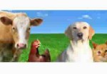 produtos-veterinarios-hortolandia-1409359308