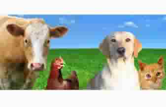 Hortovet Produtos Veterinários - Foto 1