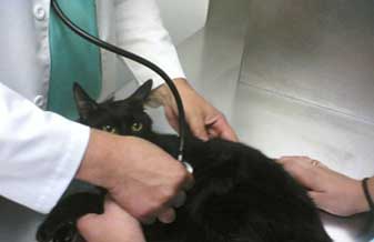Clínica Veterinária Ciavet - Foto 1