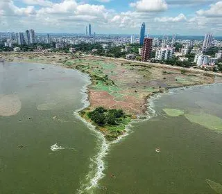 Severínia liderança ambiental paulista