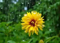 chances de chuva em Hortolândia