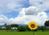 Hortolândia tempo agradável