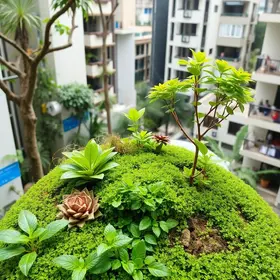 microfloresta urbana