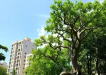 microfloresta urbana