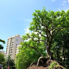 microfloresta urbana